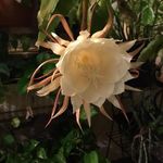 Janet Bergeron - @nursejan114 - Instagram