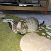 Janet Bewley - @janet.bewley5 - TikTok