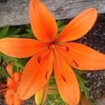 Janet Boyles - @boyles4917 - Instagram