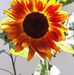 Janet Burks - Facebook