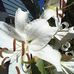 Janet Burks - Facebook
