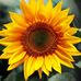 Janet Burris - Facebook