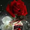 Janet caceres - @janett_caceres_flores_17 - TikTok
