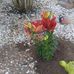 Janet Cady - Facebook