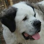 Janet Carper - @emmasaintbernard - Instagram