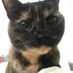 Janet - @janetcatofbrixton - Instagram