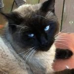 Janet Joyce Chaffee - @chaffeejanet - Instagram