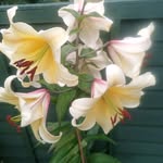 janet clegg - @gardeningcrazy23 - Instagram