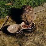 Jane Collard - @jcollard58 - Instagram