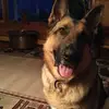 Janet Comrie - @janet.comrie - TikTok