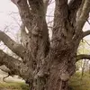JanetTheCooke - @janetcooke8 - TikTok