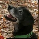 Janet Cornwell - @4dognight4 - Instagram