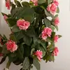 janetcorona49 - @janetcorona49 - TikTok