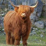 Jane Conyers - @janethemoo - Instagram