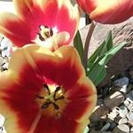 Janet Crain Overturf - @overturfjanet - Instagram