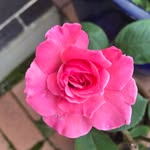 Janet Cree - @janet_cree - Instagram