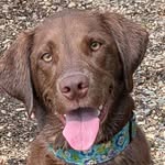 Janet Croft-Hanley - @sweetdoxielove - Instagram