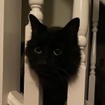Janet Crossley - @janetandsirius - Instagram