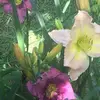 janetculpepperher - @janetculpepperher - TikTok