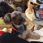 Janet Deane - @ggandma1 - Instagram