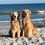 Janet DeCarlo - @the_degoldens - Instagram