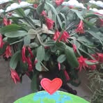 Janet Deering - Facebook