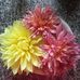 Janet Deering - Facebook