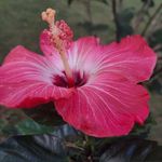Janet Devine Allworden - @instamomall - Instagram