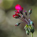Janet Dey - Facebook
