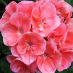 Janet Sellers Dickman - @jldickman - Instagram
