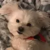 janetdoan4 - @janetdoan4 - TikTok