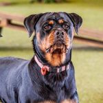 Janet Docherty - @mischa_the_rottie - Instagram