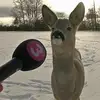 janethedoe - @janeth3doe - TikTok