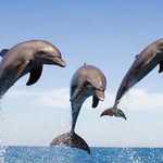 Griffin J - @griffin_janetzki_dolphinlover - Instagram
