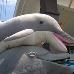 Janet The Dolphin - @janet_dolphin - Instagram