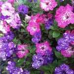 Janet Doolan - @janet1616doolan - Instagram