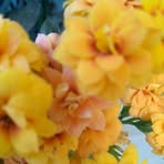Janete Dresch - Facebook