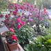 Janet Dupre - Facebook
