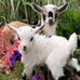 Janet J Duvall - Facebook