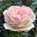 Janet Dyke - Facebook