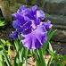 Janet Eagleson - Facebook