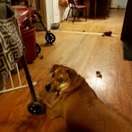 Janet Eckhardt - Facebook