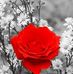 Akhlas Janoud - Facebook