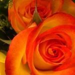Janet Elston - @1mermaidgirl - Instagram
