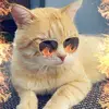 janetfitzpatrick8 - @janetfitzpatrick8 - TikTok