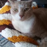 Jane Flannery - @quiltingjaneflannery - Instagram