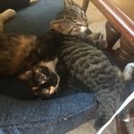 Janet Gaffney - @faith_and_purrito_jj_firutypeb - Instagram