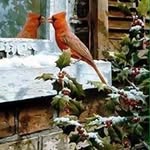 Janet Gasser - @janetgasser - Instagram