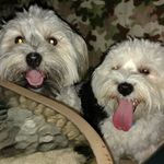 Janet Goad - @janet.goad - Instagram