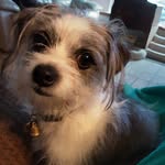 Janet Gregg Johnson - @chick0dee42019 - Instagram